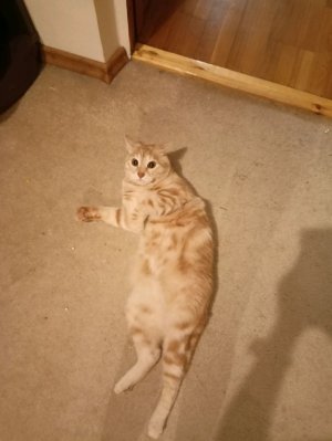 играю в  игру