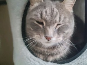 продолжение второй трансляция