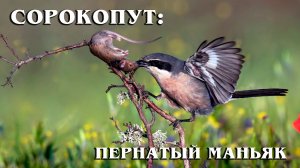 Сорокопут: Маленький Пернатый Хищник | Интересные факты про птиц