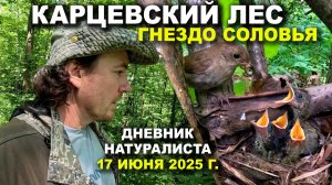 Карцевский лес, 17 июня 2025 г