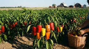 Как вырастить отличный урожай перцев!