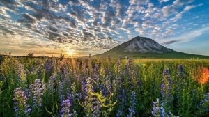 красный путь. АРН