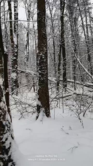 Прогулка в лесопарке ❄️🌲❄️🌲❄️🌲❄️ 30.12.2025 смотреть онлайн