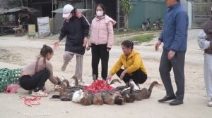 Купите у фермеров много уток и гусей, Отвезем на местный рынок чтобы продать.