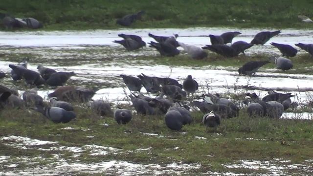 БУДЕМ НАЧИНАТЬ С НАЧАЛА смотреть онлайн