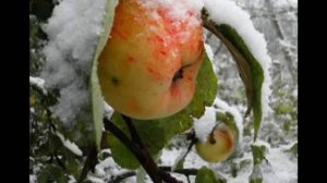 Яблоки, на снегу ! Поёт - Г.Бусыгин !