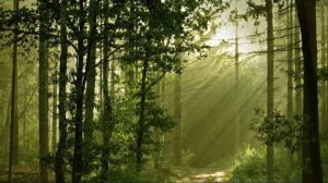 Настоящие Звуки природы Живой лес Пение птиц - релакс