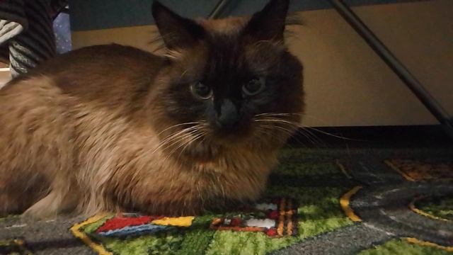 кот смотреть онлайн