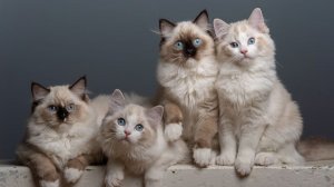 Рассказ о кошках  #коты #кошки #вмиреживотных #интересныефактыоживотных #животные