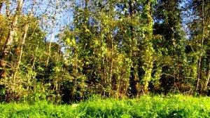 Свежий воздух тёплого лета