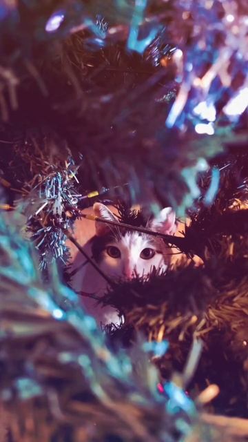 Каждый кот — новый год.