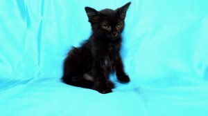 Как живётся спасённому чёрному котенку. Часть 2