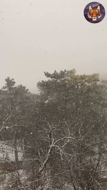 Зима в Горах #зима #tigrvtanke смотреть онлайн