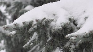 Восемь населенных пунктов Кубани остались без света из-за снегопада