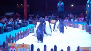 В городах Китая празднуют Новый год