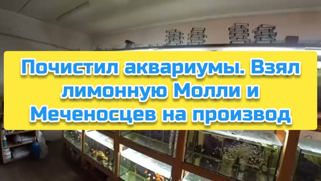 Почистил аквариумы. Взял лимонную Молли и Меченосцев на производ смотреть онлайн