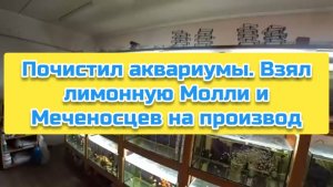 Почистил аквариумы. Взял лимонную Молли и Меченосцев на производ