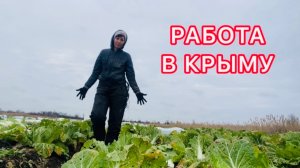 Сбор пекинки 🥬 Декабрь 2025