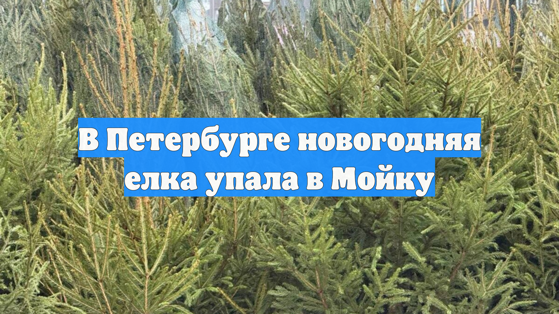 В Петербурге новогодняя елка упала в Мойку смотреть онлайн