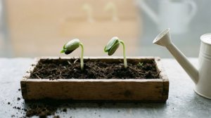 Как правильно подкармливать рассаду!