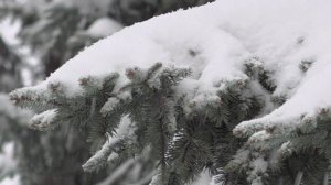 Восемь населенных пунктов Кубани остались без света из-за снегопада