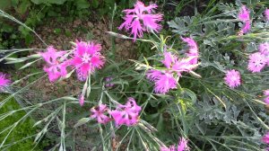 ГВОЗДИКА ПЫШНАЯ. Необычная, легкая, нежная