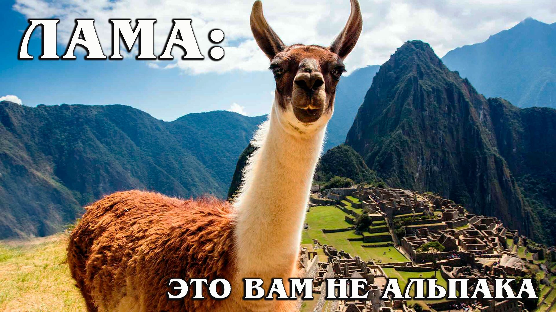 Кто такая Лама? Описание, повадки, среда обитания смотреть онлайн