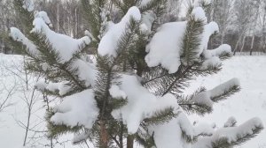 С Новым 2026 Годом! Канадский волк - гибрид.