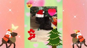 показываю новогодние 🎄 фоточки🖼️ своих питомцев🐹🐹🐱🐹🐹 Лиля с хомяками🐹🐹