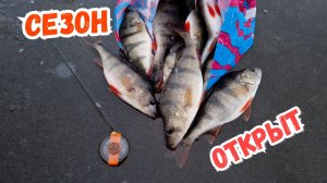 Первый лёд безмотылка - окунь