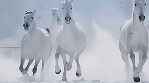 На белом коне.mp4