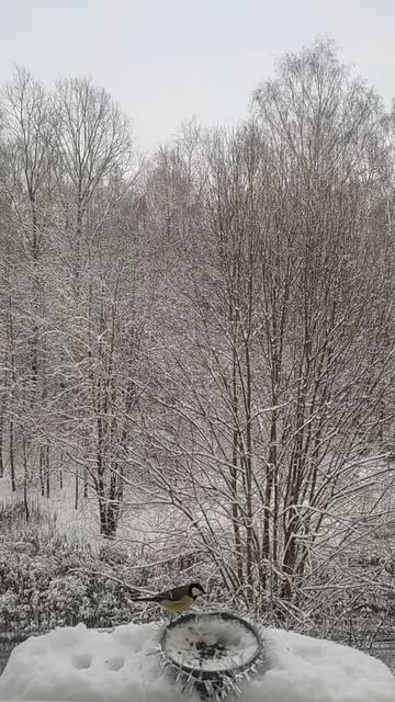 Поставил птахам ПРАЗДНИЧНУЮ кормушку !