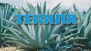 081_Текила