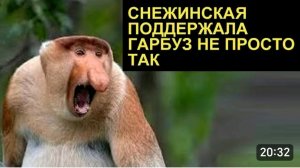 САМВЕЛ АДАМЯН, ОБЗОР ОТ СК, СНЕЖИНСКАЯ ПОДДЕРЖАЛА ГАРБУЗ И СНОВА НАВРАЛА СВОИМ ПУГОВИЦАМ..