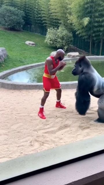 #shorts боксер смотреть онлайн