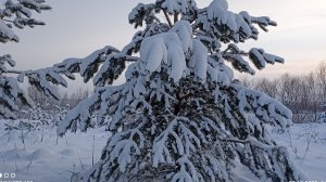 Зима на берегу Вятки.