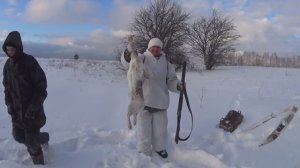 Новогодний заяц-русак, охота загоном 2025-2026г.
