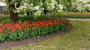 Тюльпановое изобилие.