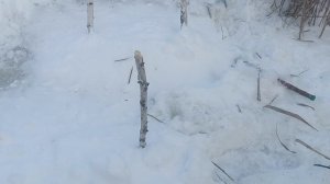 поставил капканы на бобра