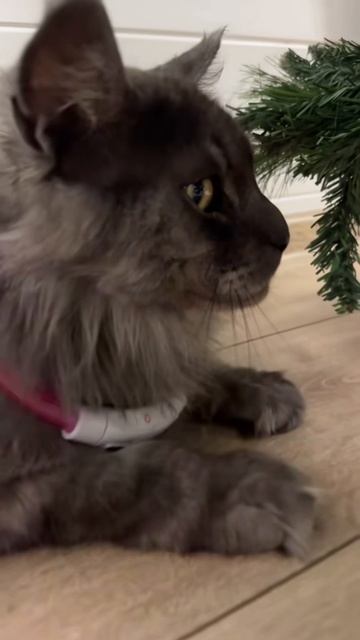 Заговор смотреть онлайн