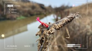 Зимняя плотва дуреет с этой приманки