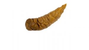 Звуки пердежа