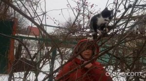 Снегирь прилетел