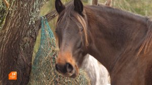 Год Огненной лошади