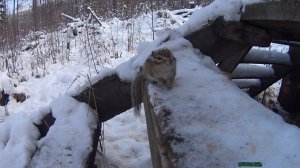 Бурундук, почти ручной и почти домашний. Aleksei924