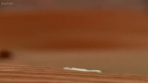 НАСЕКОМЫЕ АМАЗОНКА