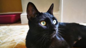 В Великобритании пропавшая пять лет назад кошка нашлась перед Рождеством