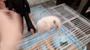 беляш и кондитерская фабрика.