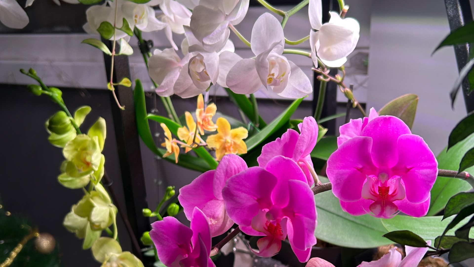 Наряжаю ЁЛКУ, поливаю ОРХИДЕИ. Перестановка 🌸 смотреть онлайн