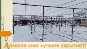 Какое лучшее зимнее укрытие для винограда? И это ...